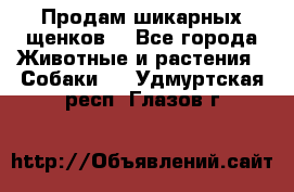 Продам шикарных щенков  - Все города Животные и растения » Собаки   . Удмуртская респ.,Глазов г.